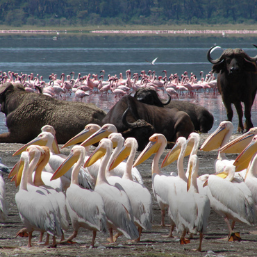 Lake Nakuru Day Trip Safari
