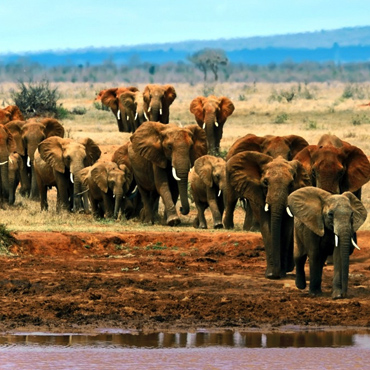 Tsavo East National Park Safari
