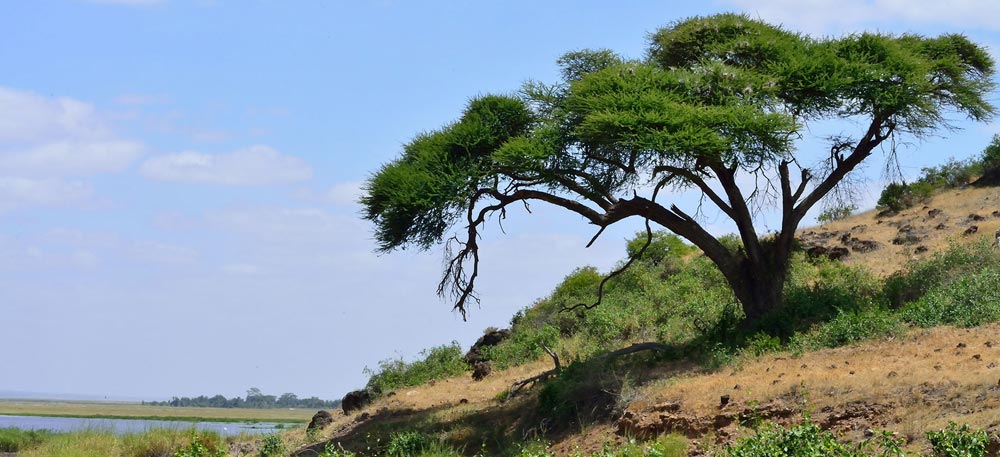 Amboseli & Lake Nakuru & Masai Mara Safari