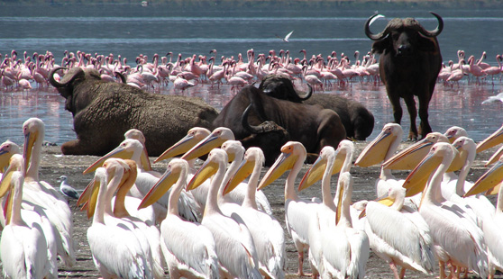 Masai Mara & Lake Nakuru Safari