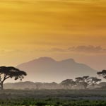 Amboseli & Lake Nakuru & Masai Mara Safari