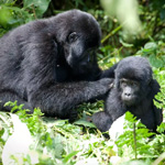 Uganda & Rwanda Gorillas Safari