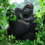 Gorillas Trekking